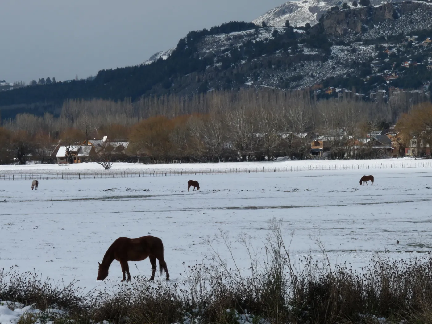 Caballos pastando en un campo nevado cerca de San Martín de los Andes